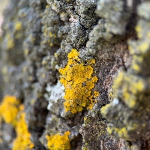 Xanthoria sp. at Downer, ACT - 11 Aug 2024