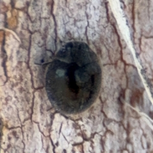 Coccinellidae (family) at Downer, ACT - 11 Aug 2024