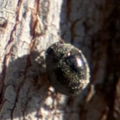 Coccinellidae (family) at Downer, ACT - 11 Aug 2024