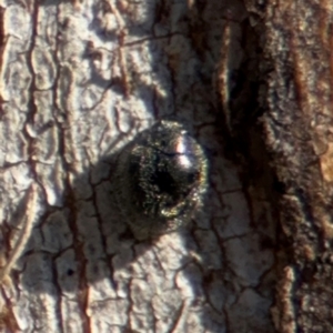 Coccinellidae (family) at Downer, ACT - 11 Aug 2024