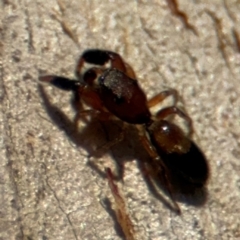 Myrmarachne (genus) (Unidentified Ant-mimic jumping spider) at Lyneham, ACT - 11 Aug 2024 by Hejor1