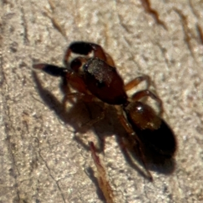 Myrmarachne (genus) (Unidentified Ant-mimic jumping spider) at Lyneham, ACT - 11 Aug 2024 by Hejor1