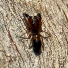 Myrmarachne sp. (genus) at Lyneham, ACT - 11 Aug 2024 01:55 PM