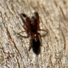 Myrmarachne sp. (genus) at Lyneham, ACT - 11 Aug 2024 01:55 PM