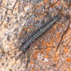 Anestia (genus) (A tiger moth) at Downer, ACT - 11 Aug 2024 by Hejor1