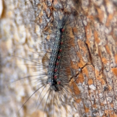 Anestia (genus) at Downer, ACT - 11 Aug 2024