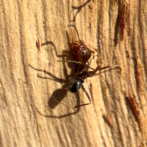 Formicidae (family) at Downer, ACT - 11 Aug 2024