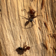 Formicidae (family) at Downer, ACT - 11 Aug 2024 01:53 PM