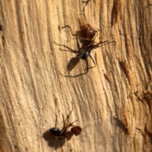 Formicidae (family) at Downer, ACT - 11 Aug 2024 01:53 PM