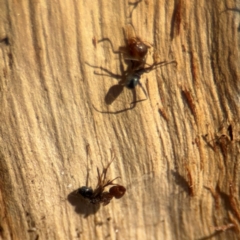 Formicidae (family) at Downer, ACT - 11 Aug 2024