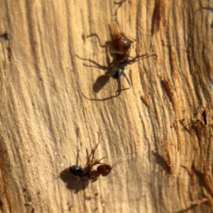 Formicidae (family) at Downer, ACT - 11 Aug 2024