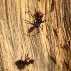 Formicidae (family) at Downer, ACT - 11 Aug 2024 01:53 PM