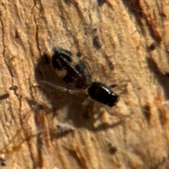 Holoplatys sp. (genus) (Unidentified Holoplatys jumping spider) at Downer, ACT - 11 Aug 2024 by Hejor1