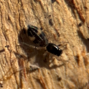 Holoplatys sp. (genus) at Downer, ACT - 11 Aug 2024