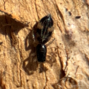 Holoplatys sp. (genus) at Downer, ACT - 11 Aug 2024