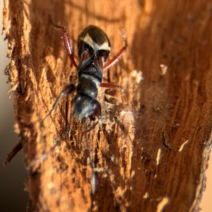 Daerlac cephalotes at Downer, ACT - 11 Aug 2024