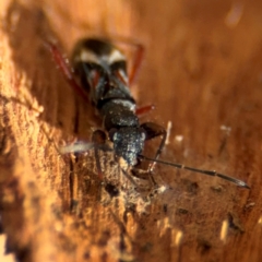 Daerlac cephalotes at Downer, ACT - 11 Aug 2024