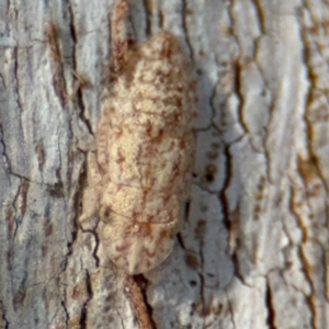 Ledromorpha planirostris at Downer, ACT - 11 Aug 2024