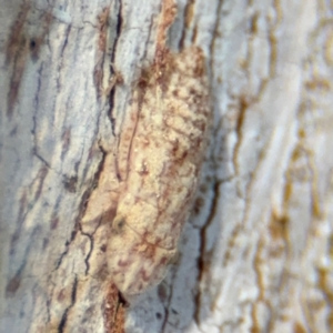 Ledromorpha planirostris at Downer, ACT - 11 Aug 2024