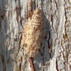 Ledromorpha planirostris at Downer, ACT - 11 Aug 2024