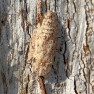 Ledromorpha planirostris at Downer, ACT - 11 Aug 2024 01:47 PM