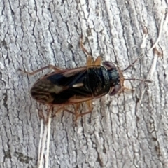 Stylogeocoris elongatus (A big-eyed bug) at Lyneham, ACT - 11 Aug 2024 by Hejor1