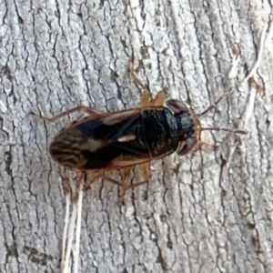 Stylogeocoris elongatus at Lyneham, ACT - 11 Aug 2024