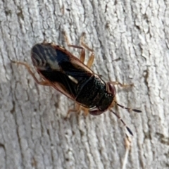 Stylogeocoris elongatus at Lyneham, ACT - 11 Aug 2024