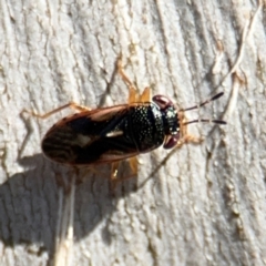 Stylogeocoris elongatus at Lyneham, ACT - 11 Aug 2024