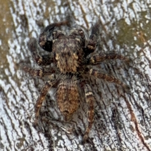 Servaea incana at Downer, ACT - 11 Aug 2024 01:42 PM