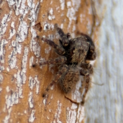 Servaea incana at Downer, ACT - 11 Aug 2024 01:42 PM