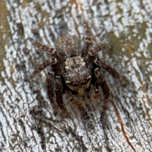 Servaea incana at Downer, ACT - 11 Aug 2024 01:42 PM