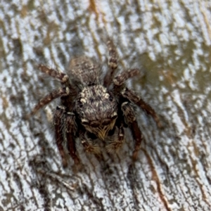 Servaea incana at Downer, ACT - 11 Aug 2024 01:42 PM