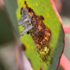 Lepidoptera unclassified IMMATURE (caterpillar or pupa or cocoon) at Lyneham, ACT - 11 Aug 2024 by Hejor1