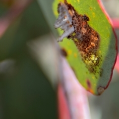 Lepidoptera unclassified IMMATURE moth at Lyneham, ACT - 11 Aug 2024