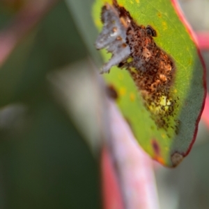 Lepidoptera unclassified IMMATURE at Lyneham, ACT - 11 Aug 2024