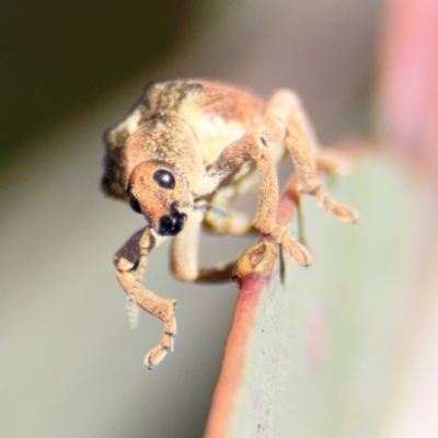 Gonipterus sp. (genus) (Eucalyptus Weevil) at Dickson, ACT - 11 Aug 2024 by Hejor1