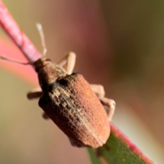 Gonipterus sp. (genus) at Dickson, ACT - 11 Aug 2024