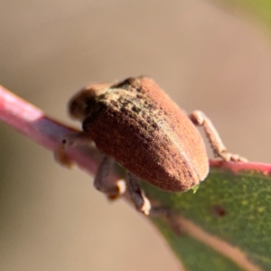 Gonipterus sp. (genus) at Dickson, ACT - 11 Aug 2024