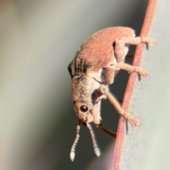 Gonipterus sp. (genus) at Dickson, ACT - 11 Aug 2024