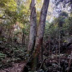 Syzygium smithii (Lilly Pilly) at Kianga, NSW - 11 Aug 2024 by Teresa