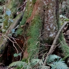 Syzygium smithii at Kianga, NSW - 11 Aug 2024