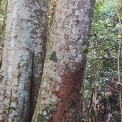 Syzygium smithii at Kianga, NSW - 11 Aug 2024