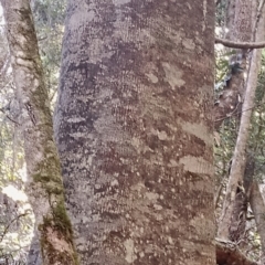 Schizomeria ovata at Kianga, NSW - 11 Aug 2024