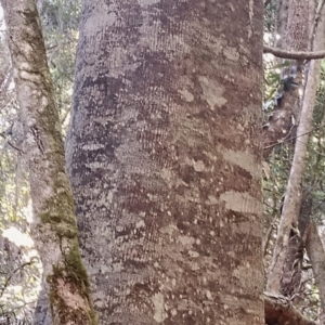 Schizomeria ovata at Kianga, NSW - 11 Aug 2024