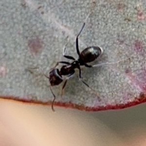 Iridomyrmex sp. (genus) at Downer, ACT - 11 Aug 2024