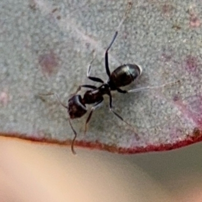 Iridomyrmex sp. (genus) (Ant) at Downer, ACT - 11 Aug 2024 by Hejor1