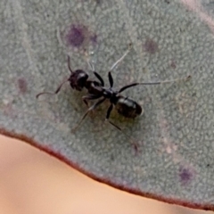 Iridomyrmex sp. (genus) at Downer, ACT - 11 Aug 2024