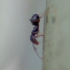 Iridomyrmex sp. (genus) at Downer, ACT - 11 Aug 2024