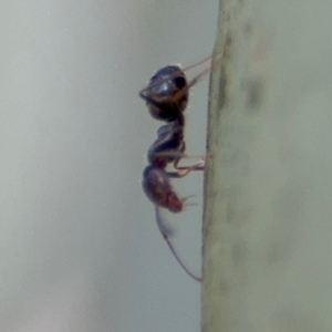 Iridomyrmex sp. (genus) at Downer, ACT - 11 Aug 2024 01:22 PM